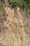 Bushy bluestem